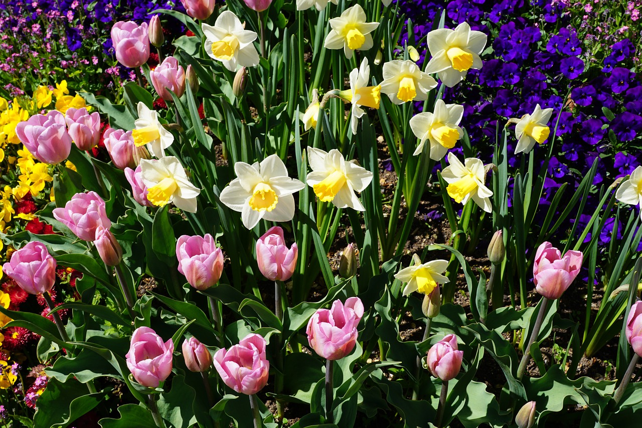 Narcizai, Tulpės, Geltona, Violetinė, Gėlė, Gamta, Pavasaris, Kvepalai, Aromatas, Kvepalai