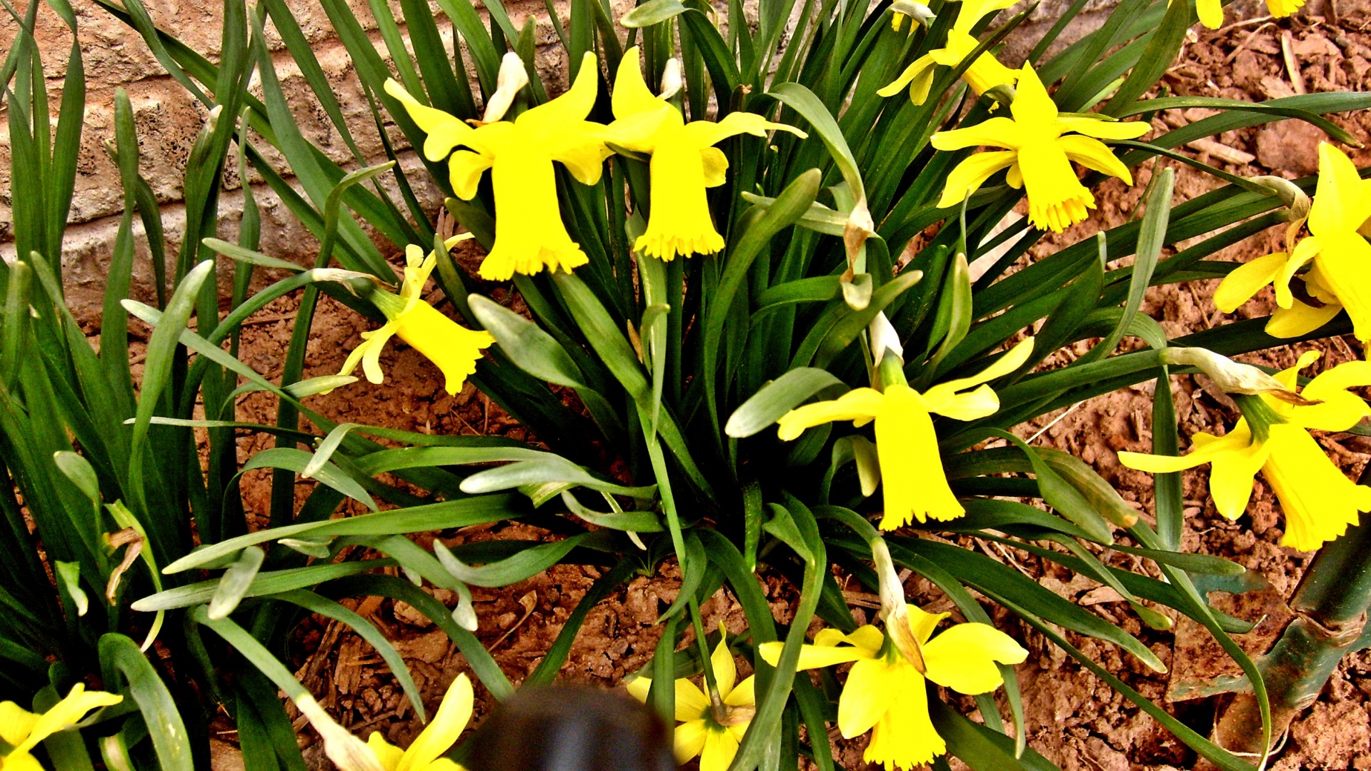 Gėlės,  Daffodil,  Narcizai,  Sodas,  Gėlė & Nbsp,  Lova,  Geltona,  Sezonai,  Narcizai, Nemokamos Nuotraukos