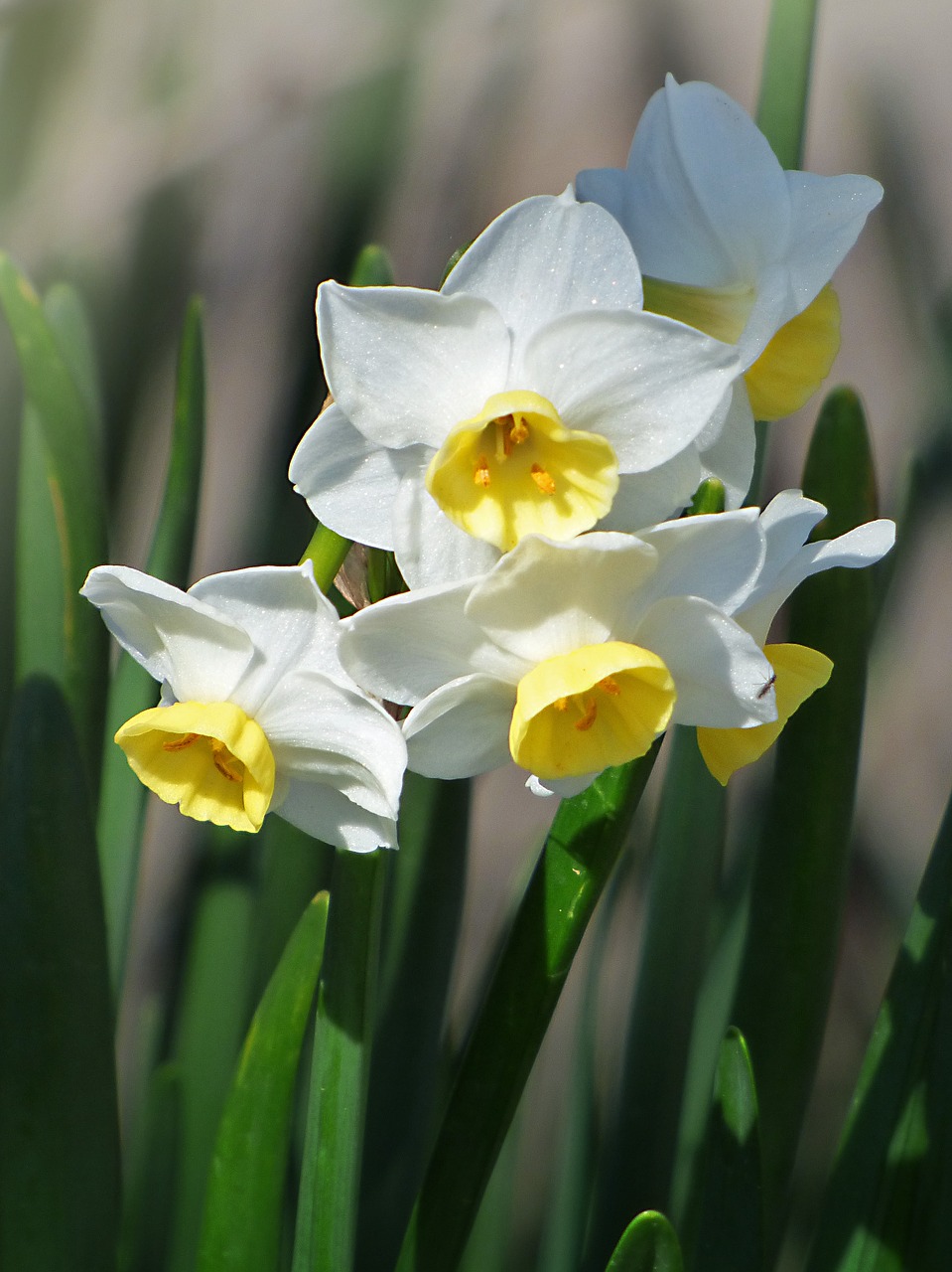 Narcizai, Gėlės, Pavasaris, Pancratium Maritimum, Nemokamos Nuotraukos,  Nemokama Licenzija