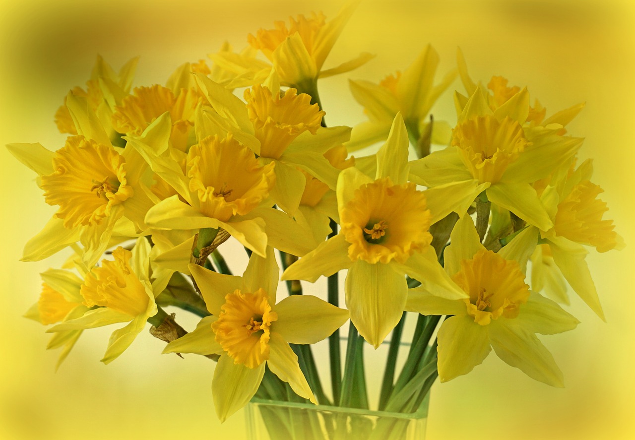 Narcizai, Osterglocken, Gėlės, Pavasaris, Puokštė, Flora, Dekoratyvinis, Pavasario Gėlės, Geltona, Narcissus Pseudonarcissus