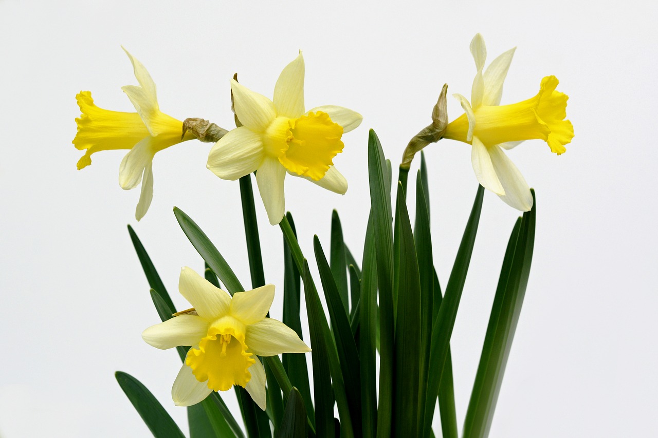 Narcizai, Gėlės, Geltona, Pavasaris, Daffodil, Narcissus Pseudonarcissus, Gamta, Pavasario Gėlės, Pavasario Pranašys, Nemokamos Nuotraukos