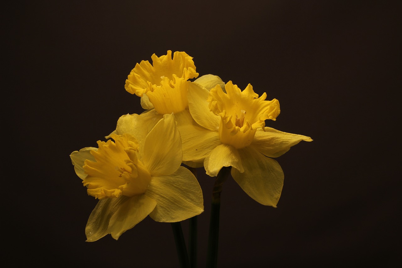 Narcizai, Gėlės, Žiedai, Geltona, Pavasaris, Narcizas, Jonquils, Trys, Puokštė, Žydi