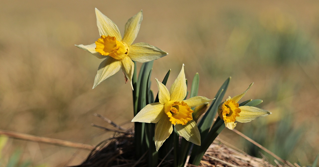 Narcizai, Geltona, Pavasaris, Žiedas, Žydėti, Gėlė, Narcissus Pseudonarcissus, Pavasario Gėlės, Gamta, Geltonos Gėlės