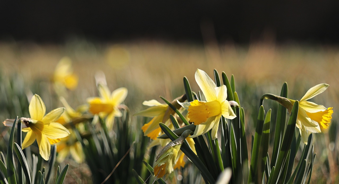 Narcizai, Geltona, Pavasaris, Žiedas, Žydėti, Gėlė, Narcissus Pseudonarcissus, Pavasario Gėlės, Gamta, Geltonos Gėlės