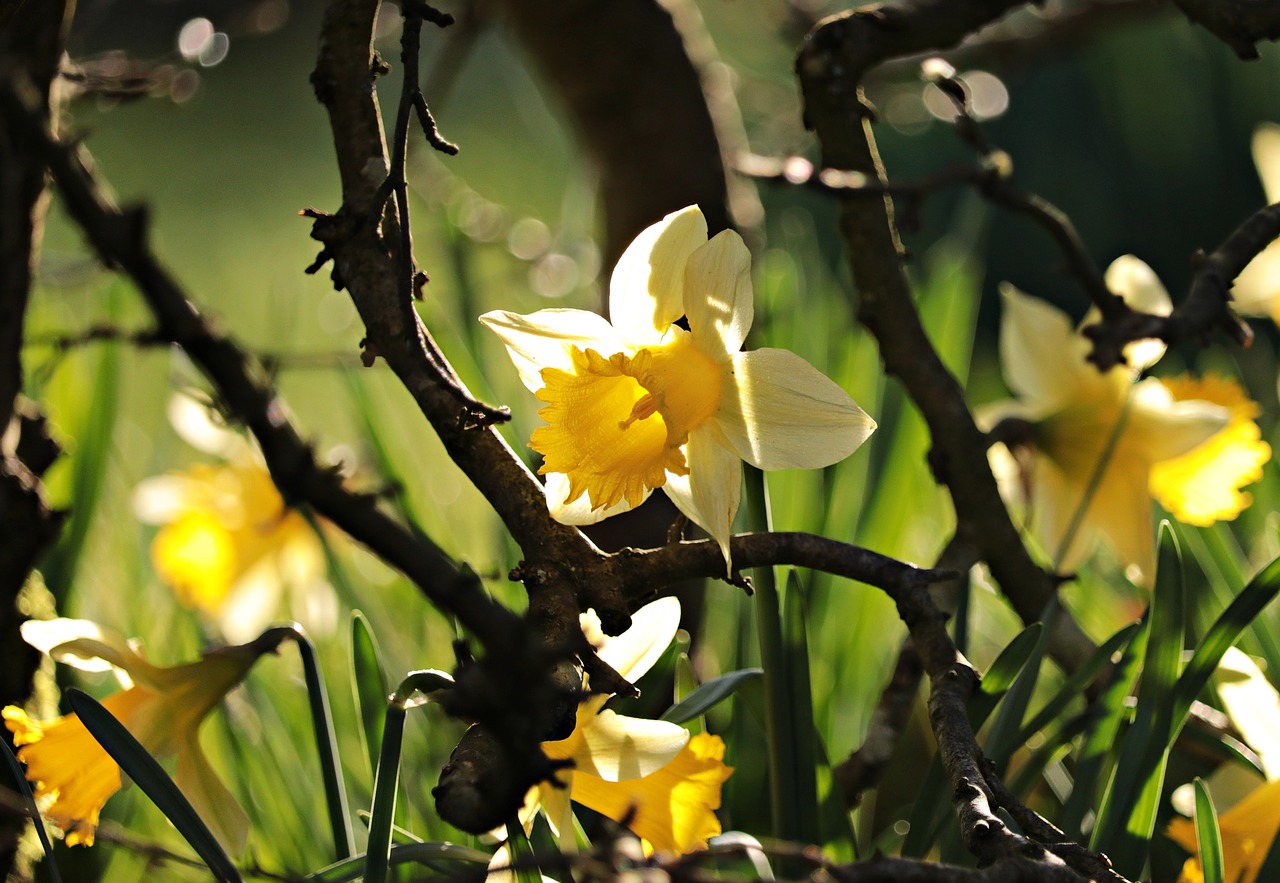 Narcizai, Geltona, Pavasaris, Žiedas, Žydėti, Gėlė, Narcissus Pseudonarcissus, Pavasario Gėlės, Gamta, Geltonos Gėlės