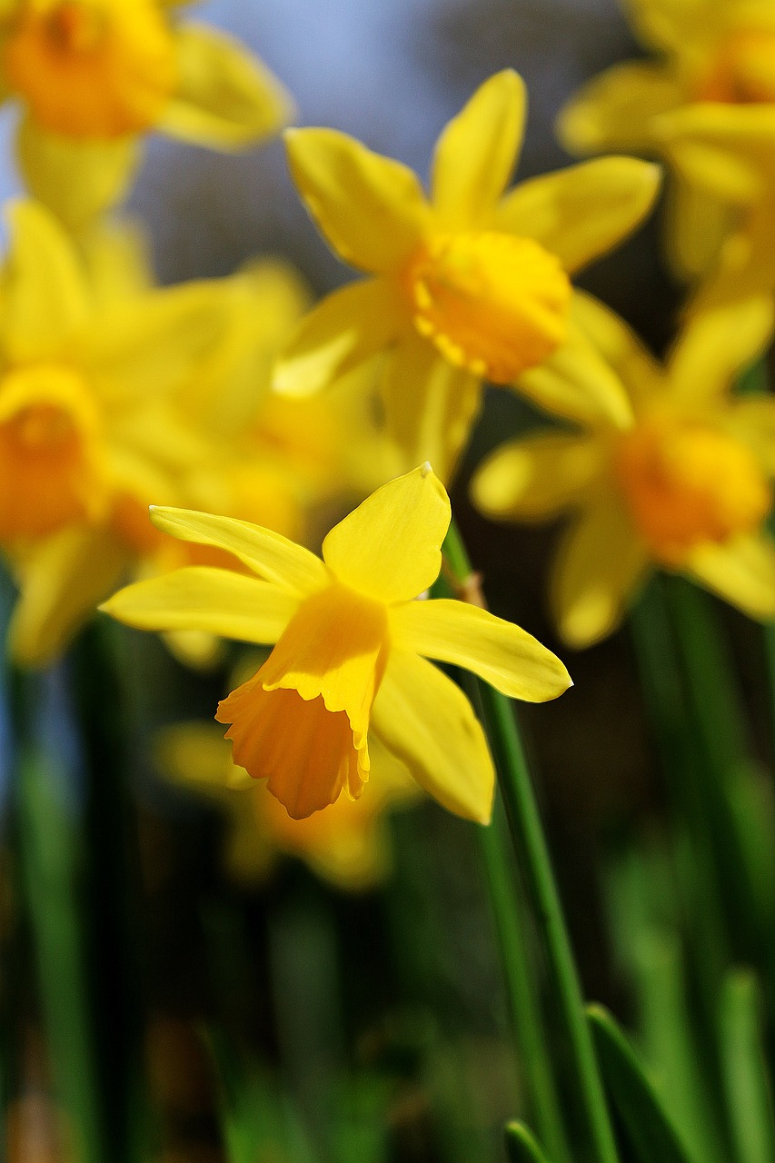 Narcizai, Sodas, Pavasaris, Geltona, Gėlės, Žydi, Gamta, Šviežias, Pavasaris, Augimas