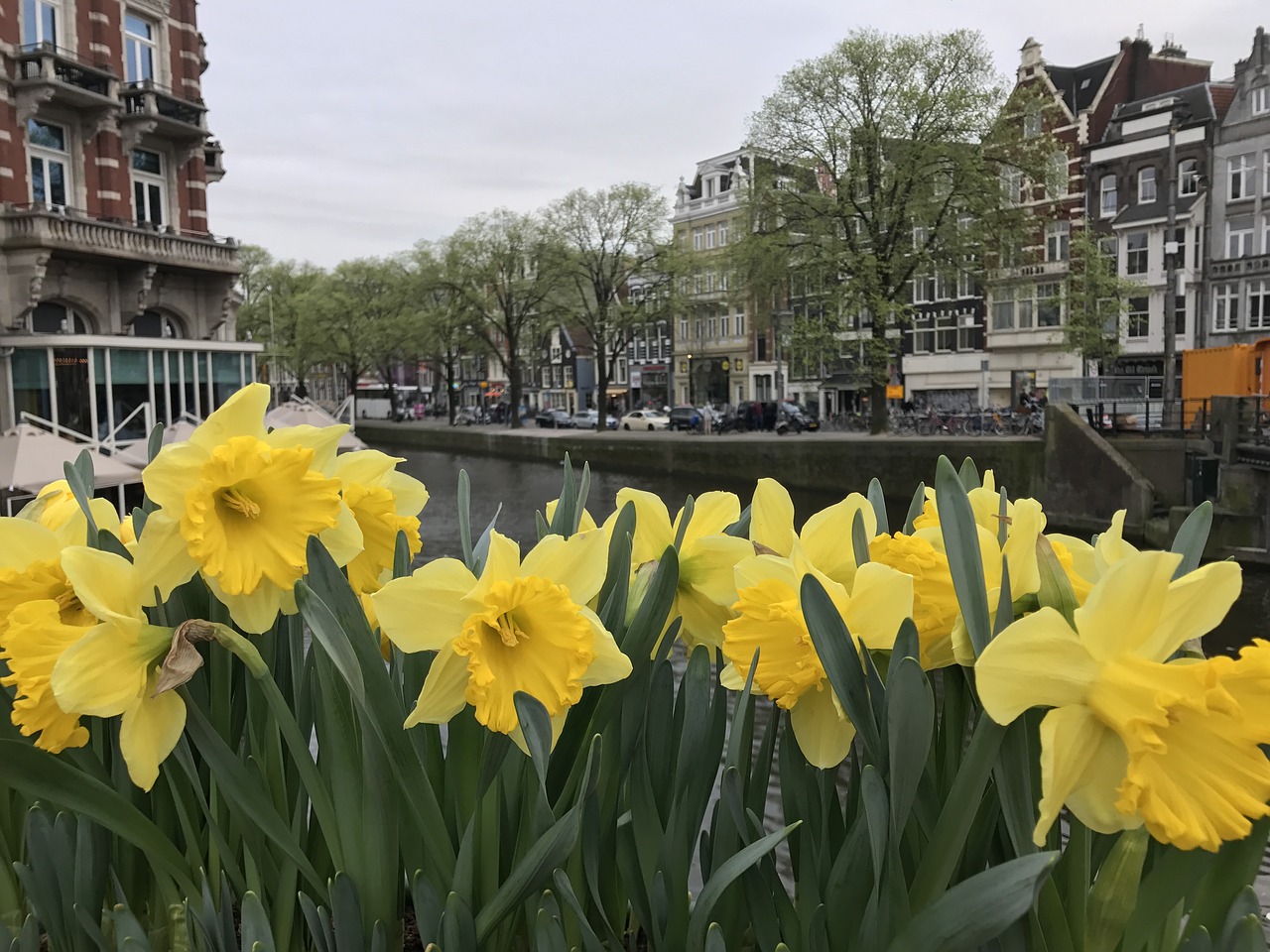 Narcizai, Gėlė, Žydėti, Pavasaris, Amsterdamas, Kanalas, Gėlių, Gamta, Žiedas, Šviežias