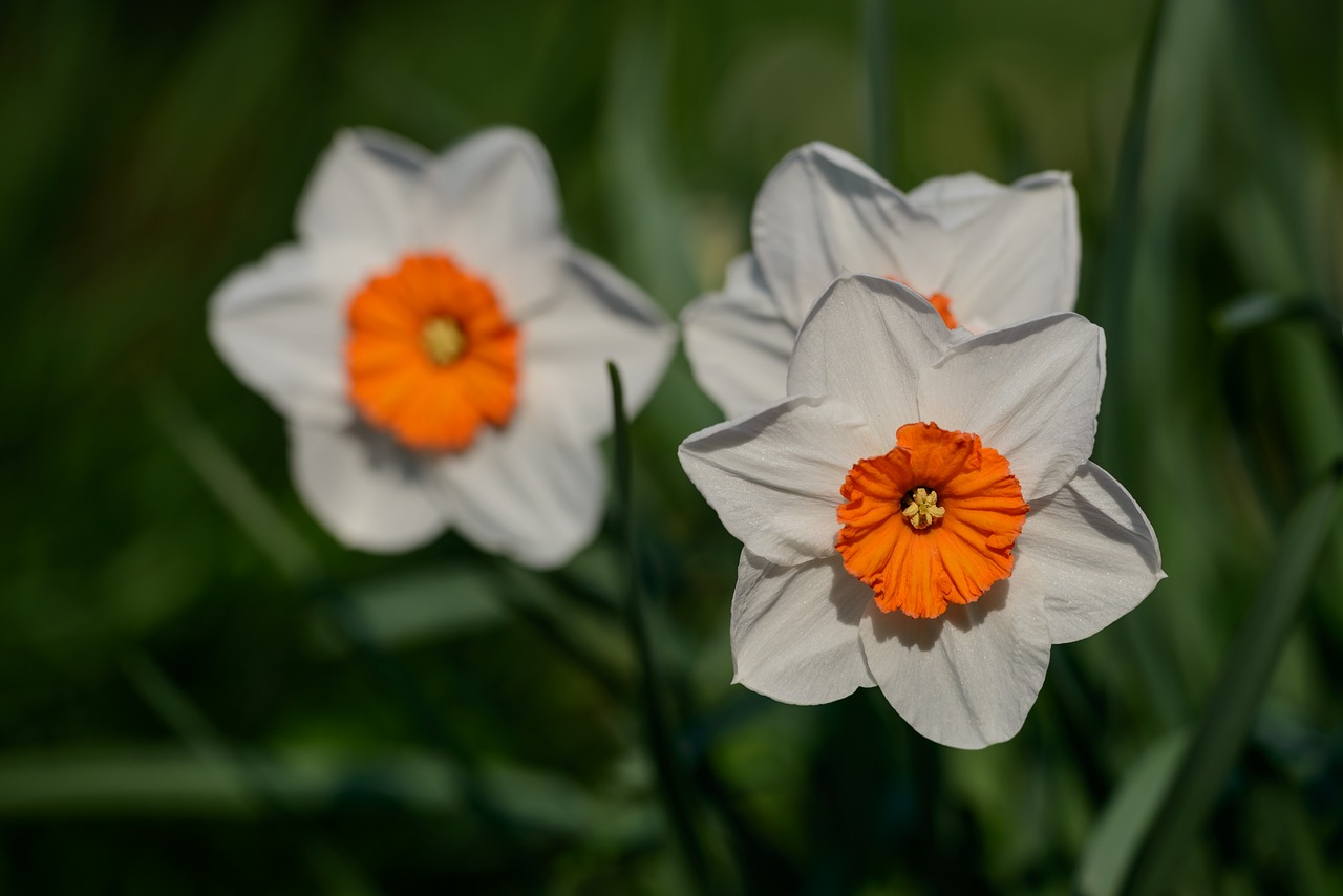 Narcizai, Narcizas, Daffodil, Pavasaris, Gėlė, Gėlės, Nemokamos Nuotraukos,  Nemokama Licenzija