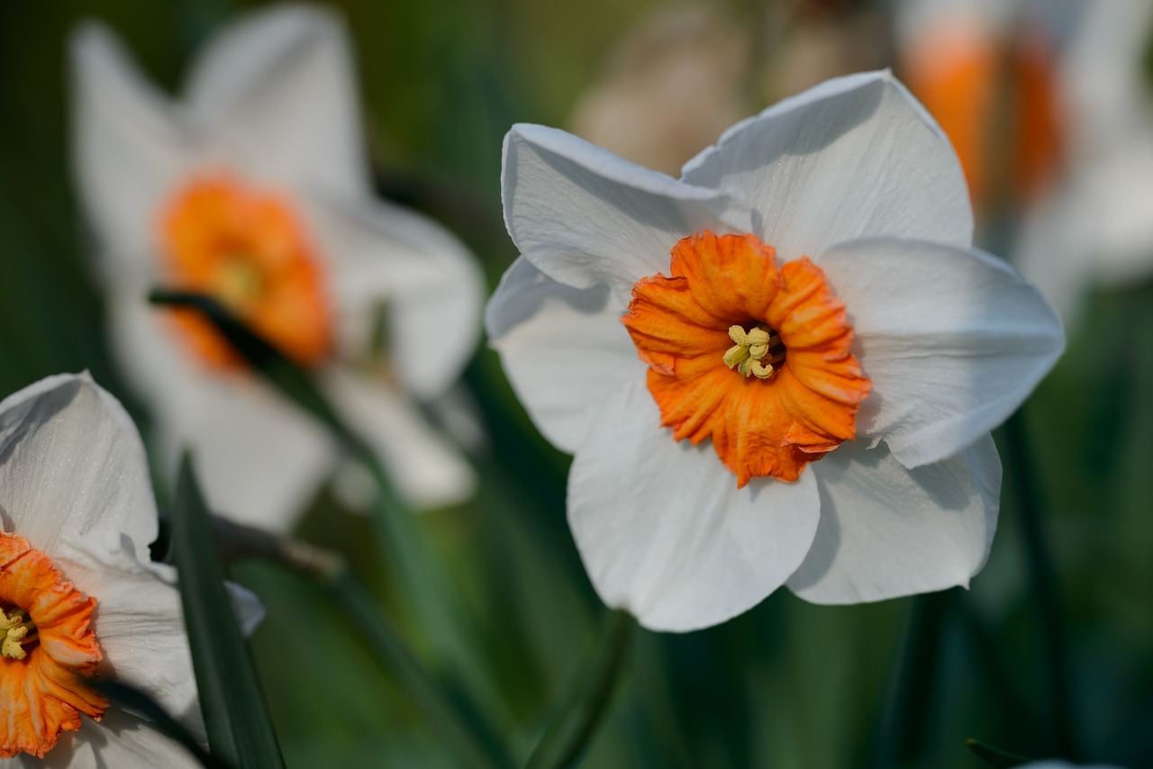 Narcizai, Narcizas, Daffodil, Pavasaris, Gėlė, Gėlės, Nemokamos Nuotraukos,  Nemokama Licenzija