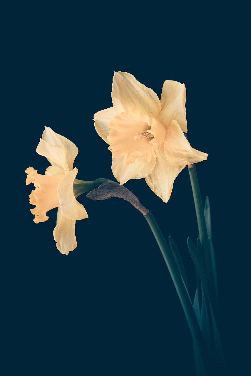 Narcizai, Geltona, Geltonos Gėlės, Gėlės, Pavasario Gėlės, Geltonos Pavasario Gėlės, Du, Tamsus Fonas, Izoliuotas, Ankstyvas Bloomer