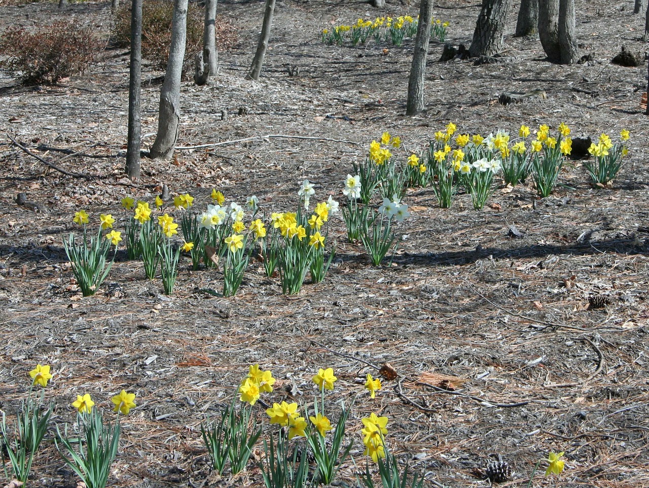 Narcizai, Miškas, Grindys, Pavasaris, Gėlės, Natūralus, Sezonas, Gėlių, Žydėti, Pavasaris