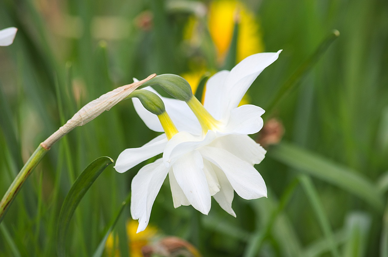 Narcizai, Gėlės, Flora, Gamta, Botanika, Augalas, Balta, Sodas, Pavasaris, Daffodil