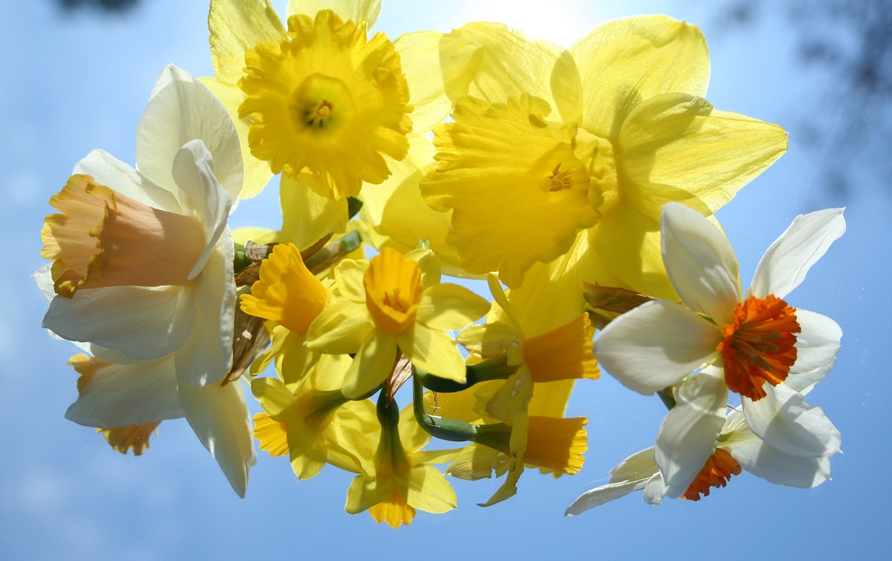Narcizai, Gėlės, Geltona, Pavasaris, Gamta, Velykos, Gėlių, Žiedas, Sezonas, Spalvinga