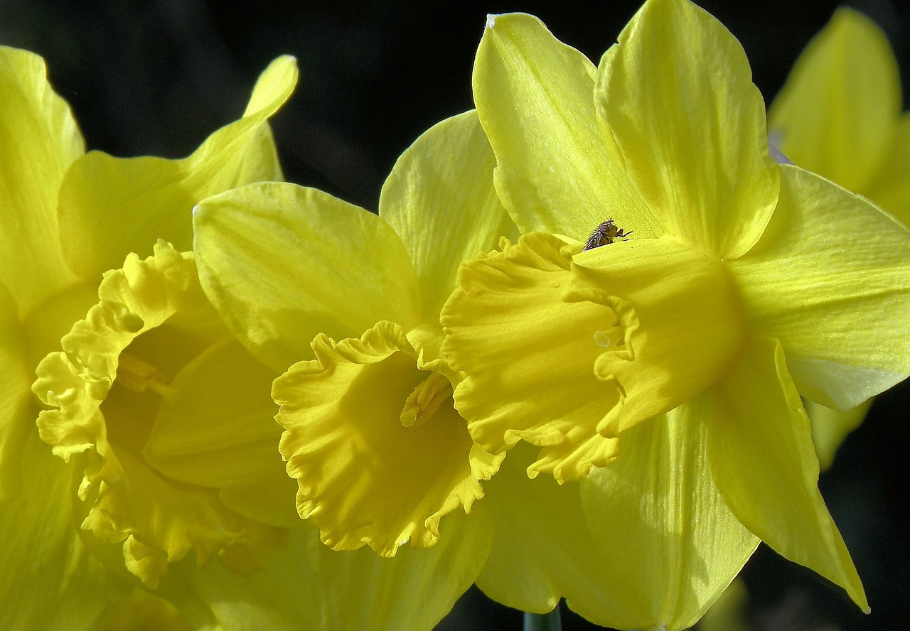 Narcizai, Gėlė, Pavasaris, Velykos, Nemokamos Nuotraukos,  Nemokama Licenzija