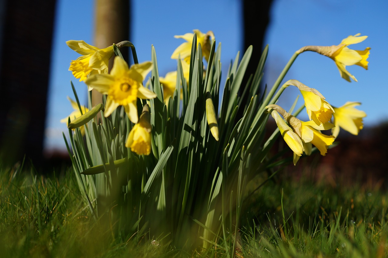 Narcizai, Osterglocken, Narcissus Pseudonarcissus, Gėlės, Pavasaris, Dafodilo Laukas, Nemokamos Nuotraukos,  Nemokama Licenzija