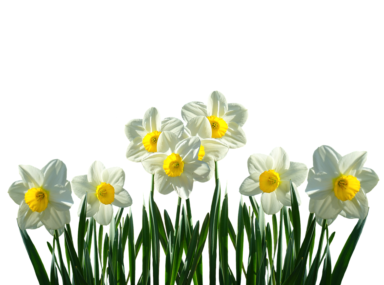 Narcizai, Osterglocken, Pavasaris, Velykos, Pavasario Gėlės, Pavasario Pranašys, Gamta, Žiedas, Žydėti, Gėlės