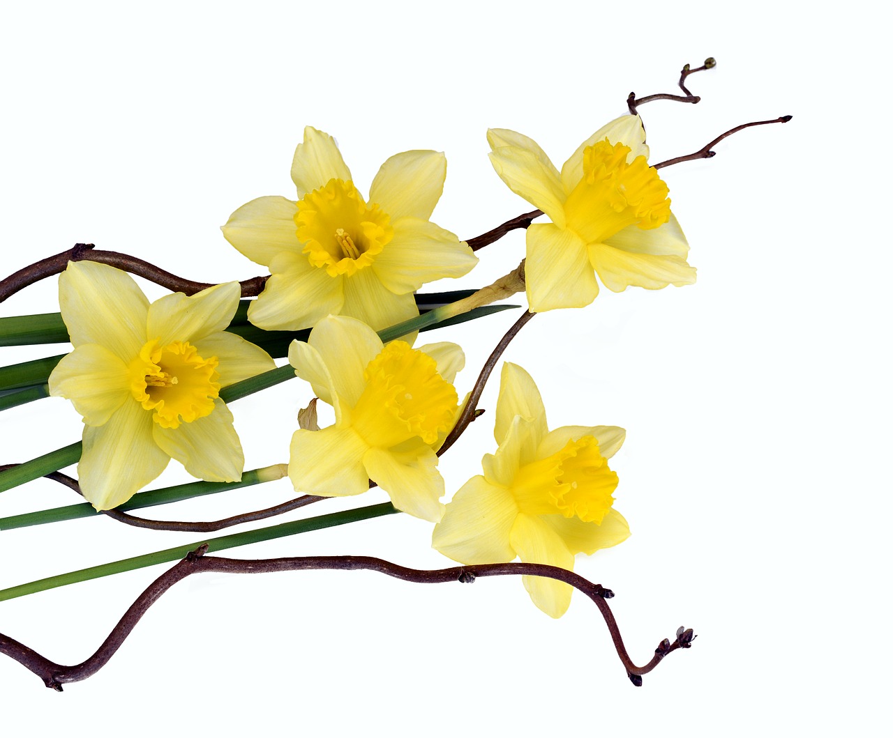 Narcizai,  Gėlės,  Geltona,  Pavasaris,  Uždaryti,  Augalas,  Pavasario Gėlės,  Geltonos Gėlės,  Daffodil,  Gamta