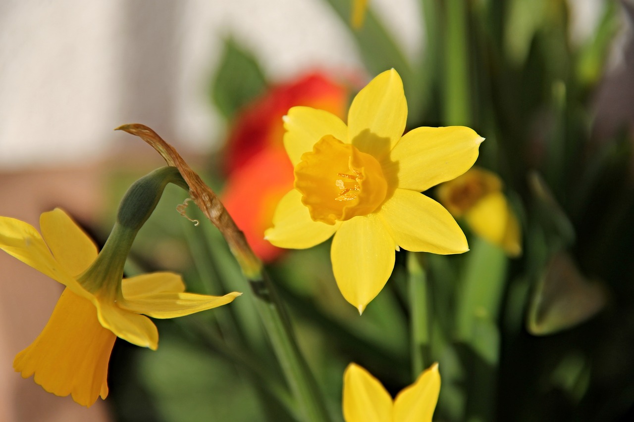 Narcizai,  Geltona,  Osterglocken,  Gėlė,  Pavasaris,  Žiedas,  Žydėti,  Uždaryti,  Daffodil,  Augalas