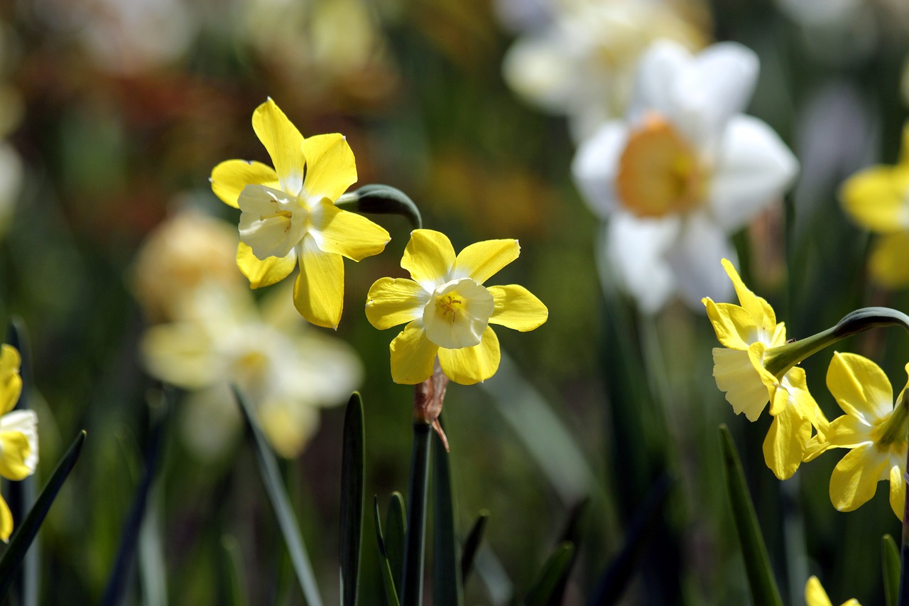 Narcizai,  Gėlės,  Narcizas,  Augalų,  Geltona,  Iš Arti,  Pavasaris,  Žydi,  Gražu,  Floros