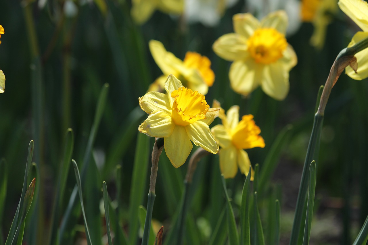 Narcizai,  Gėlės,  Narcizas,  Augalų,  Geltona,  Iš Arti,  Pavasaris,  Geltonos Gėlės,  Žydi,  Gražu