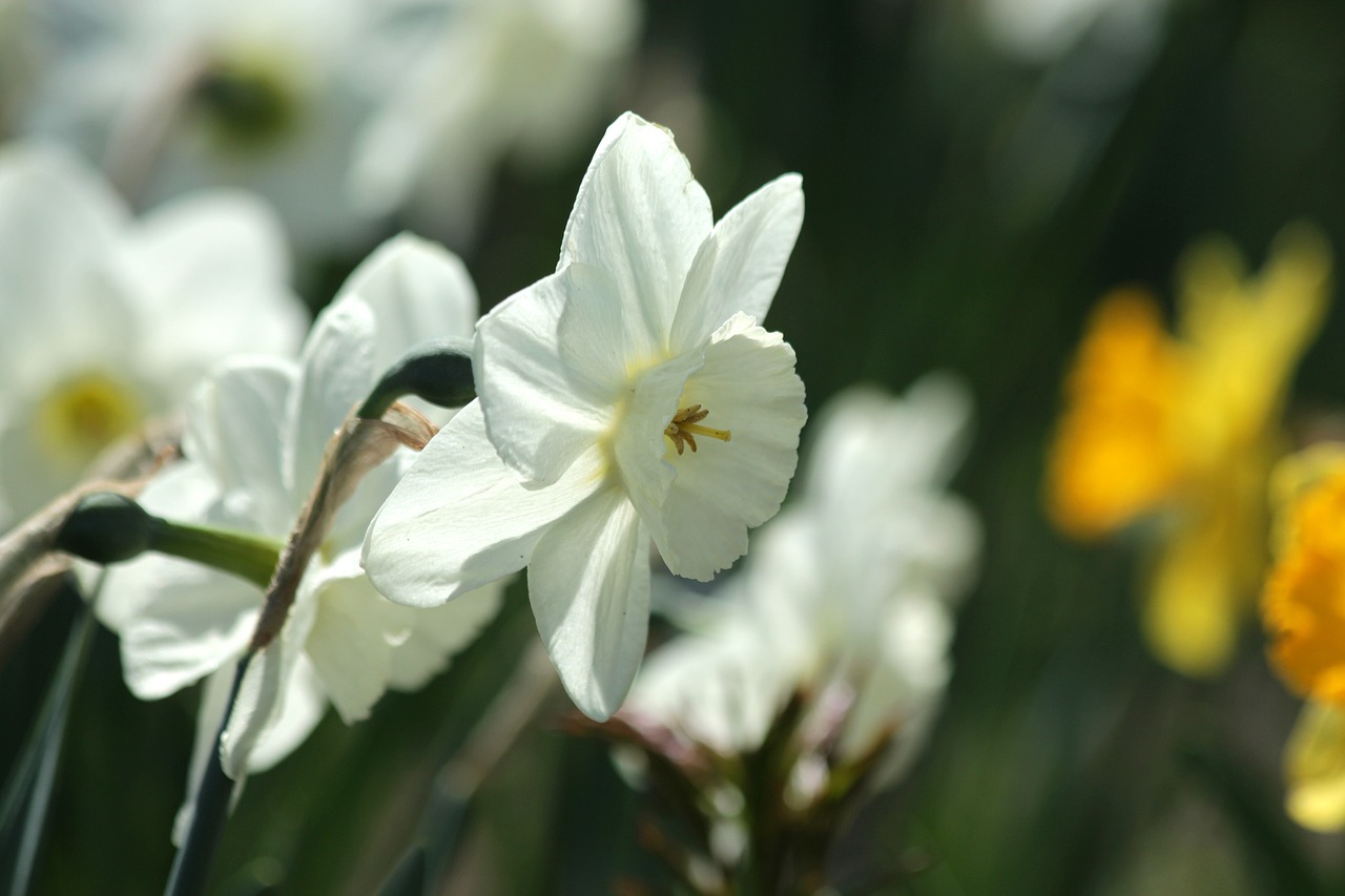 Narcizai,  Gėlės,  Narcizas,  Augalų,  Baltos Spalvos,  Iš Arti,  Pavasaris,  Baltos Gėlės,  Žydi,  Gražu