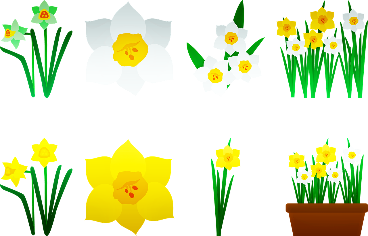 Narcizai,  Geltona,  Gėlė,  Žydi,  Sezonas,  Floros,  Osterglocken,  Žiedas,  Augalų,  Pobūdį