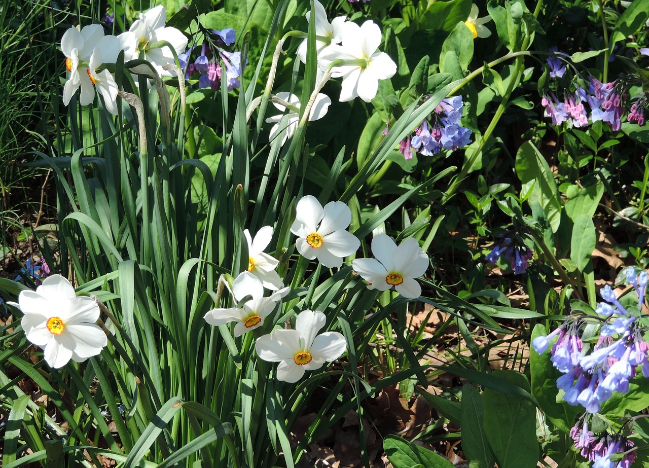 Narcizai, Centrinis Parkas, Pavasaris, Gamta, Narcizas, Flora, Gėlės, Sodininkystė, Natūralus, Sodininkystė