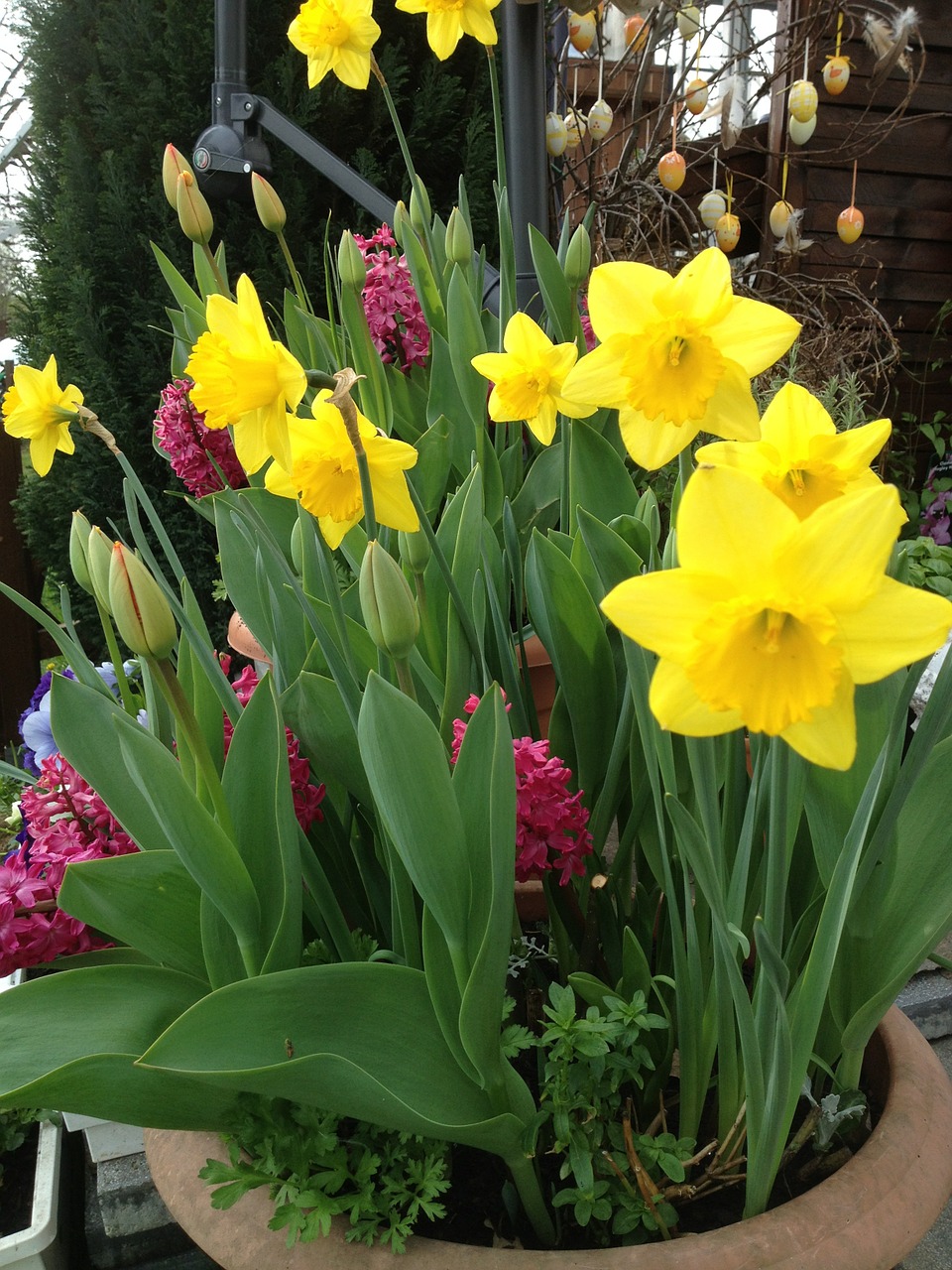 Narcizai, Tulpės, Pavasario Gėlės, Pavasaris, Nemokamos Nuotraukos,  Nemokama Licenzija
