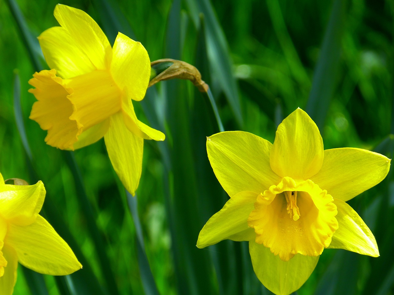 Narcizai, Žiedas, Žydėti, Gėlė, Geltona, Daffodil, Pavasaris, Augalas, Narcissus Pseudonarcissus, Amarilio Augalas