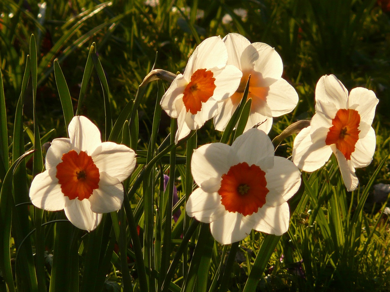 Narcizai, Daffodil, Gėlė, Augalas, Žiedas, Žydėti, Pavasaris, Balta, Atgal Šviesa, Nemokamos Nuotraukos