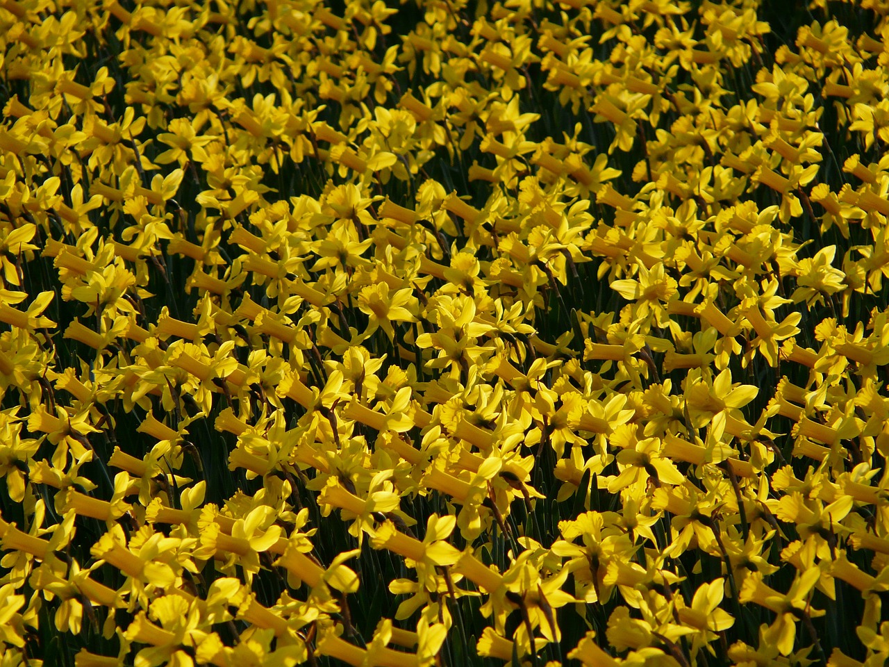 Narcizai, Osterglocken, Gėlė, Augalas, Gėlės, Pavasaris, Geltona, Dafodilo Laukas, Spalvinga, Šviesus
