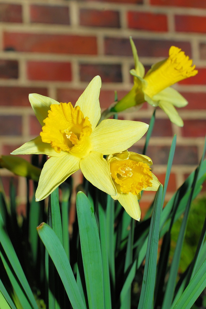 Narcizai, Osterglocken, Geltona, Pavasaris, Gėlės, Augalas, Geltonos Narcizai, Gamta, Flora, Gražus