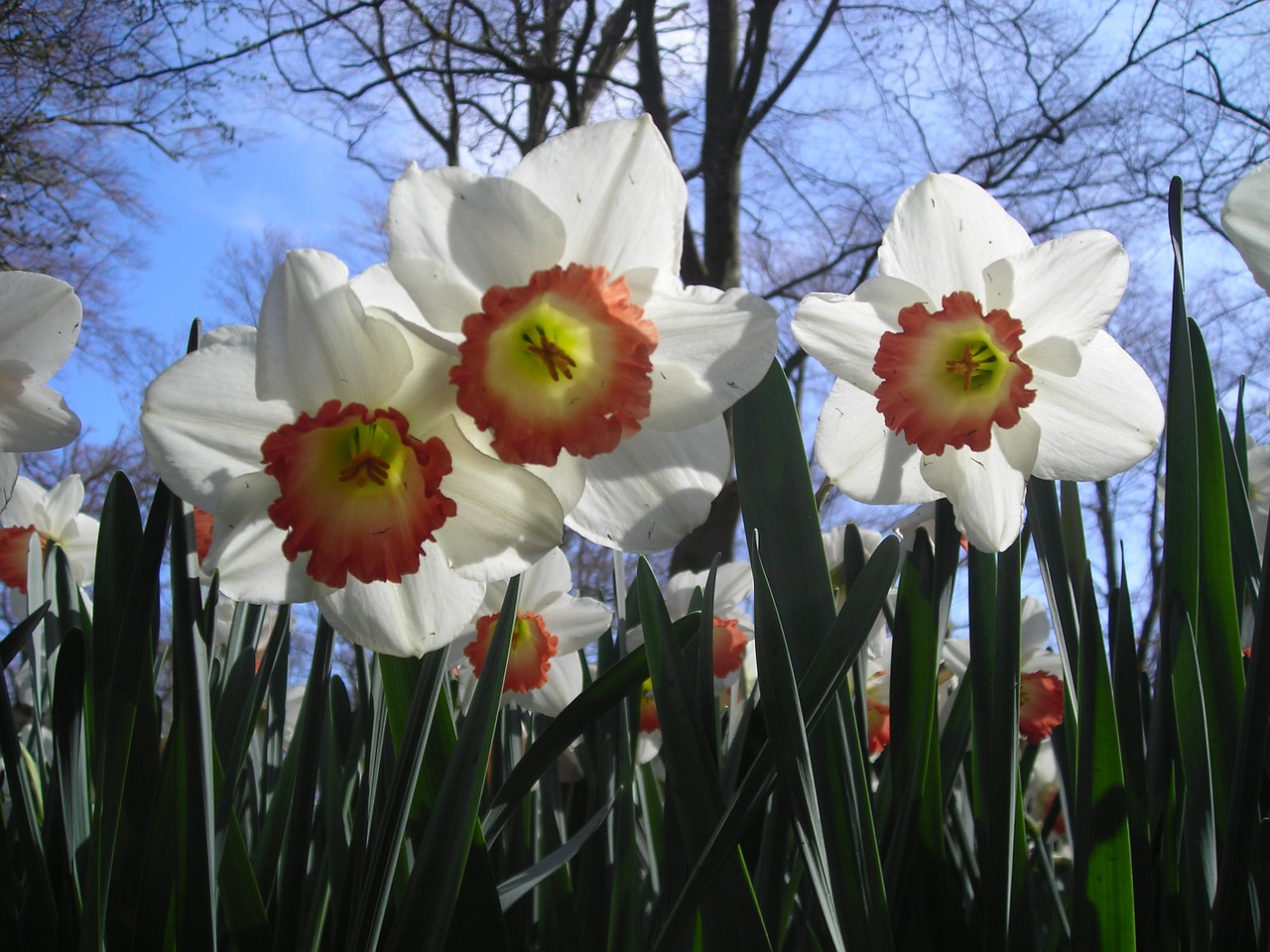 Narcizai, Dangus, Balta, Pavasaris, Daffodil, Uždaryti, Žiedas, Žydėti, Nemokamos Nuotraukos,  Nemokama Licenzija