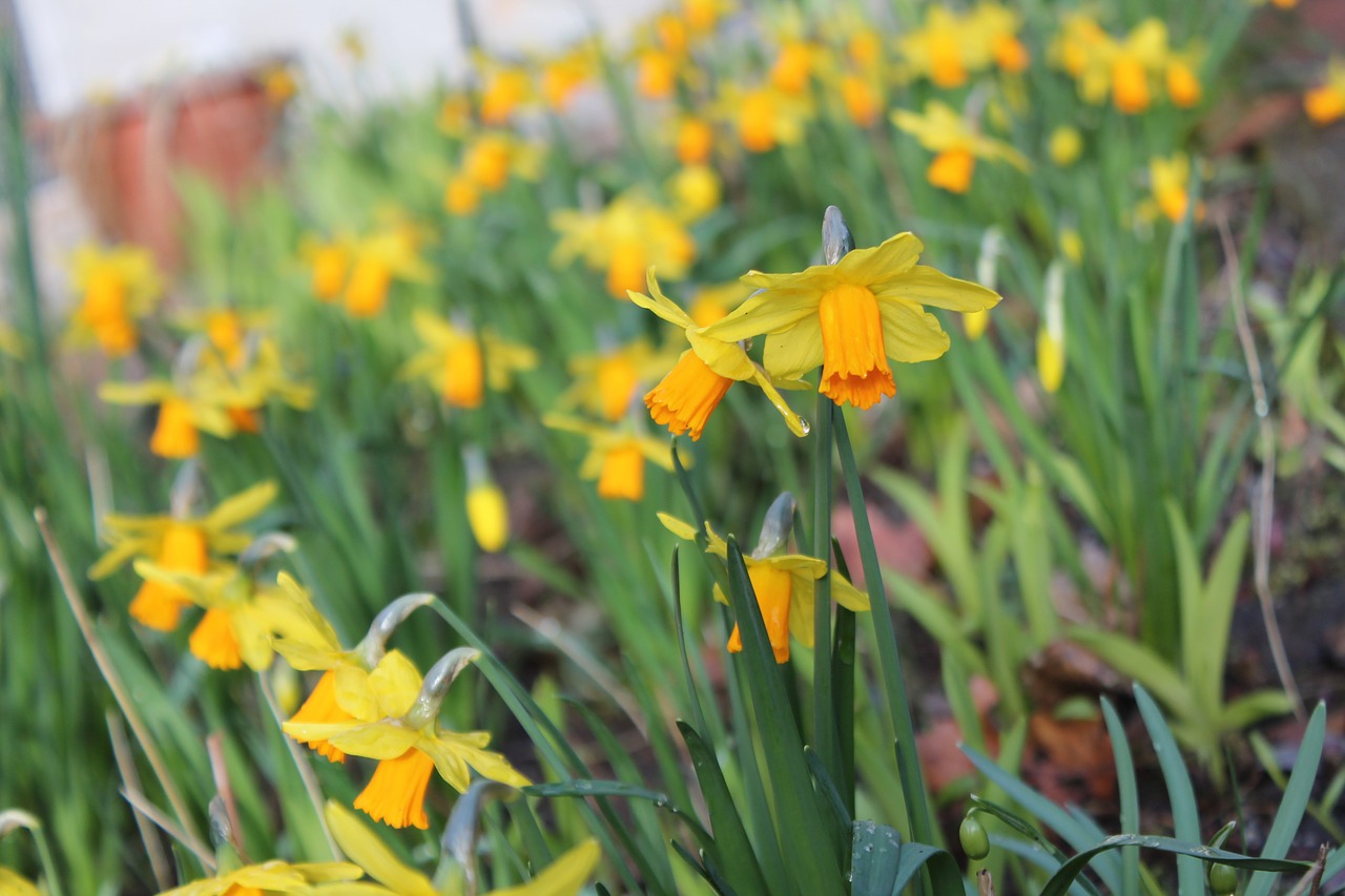 Narcizai, Gėlės, Geliu Lova, Daffodil, Žiedas, Žydėti, Augalas, Gamta, Pavasaris, Geltona