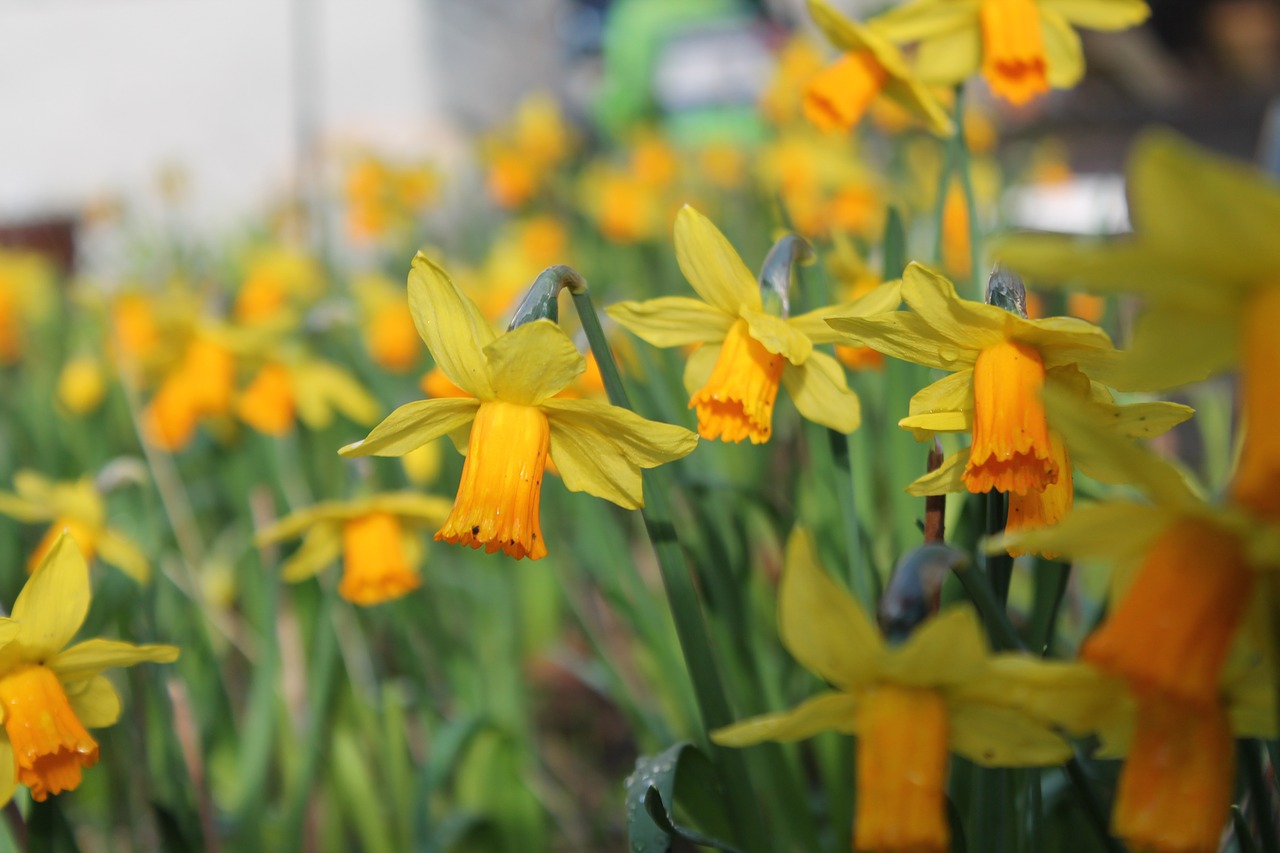 Narcizai, Pavasaris, Geltona, Žalias, Daffodil, Gėlė, Gamta, Dafodilo Laukas, Gėlių Jūra, Geltona Gėlė