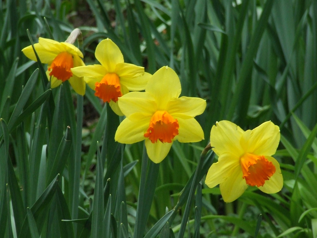 Narcizai,  Amaryllidaceae,  Narcizas,  Gėlė,  Pavasario Gėlė,  Geltona Pavasario Gėlė, Nemokamos Nuotraukos,  Nemokama Licenzija