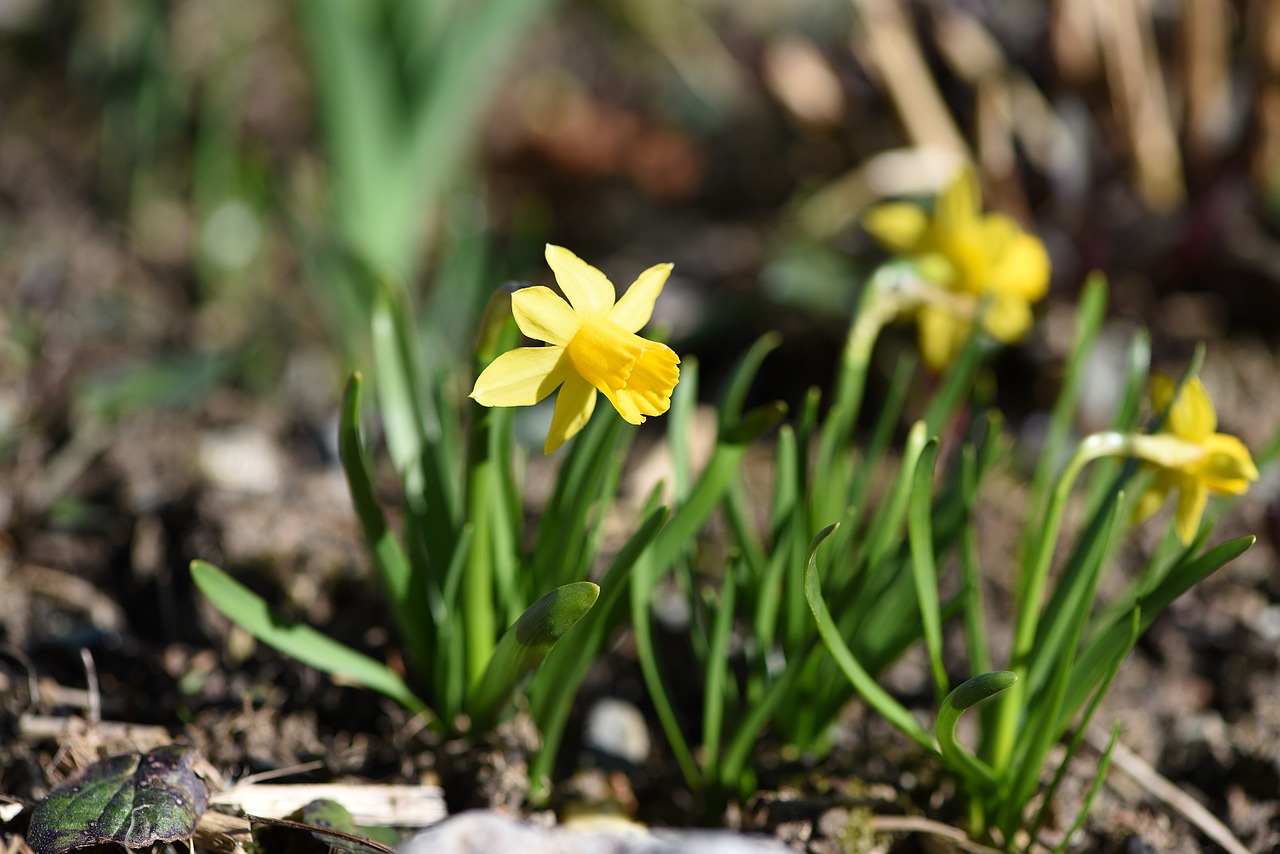 Narcizai, Pavasaris, Gėlė, Geltona Gėlė, Pavasario Gėlė, Augalas, Geltona, Sodas, Gamta, Nemokamos Nuotraukos