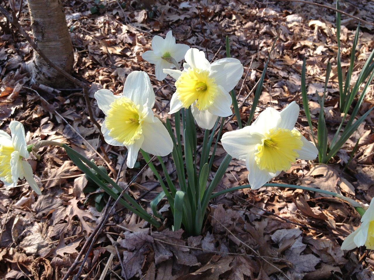 Narcizai, Gėlė, Geltona, Balta, Pavasaris, Gėlių, Žiedas, Sezonas, Narcizas, Šviesus