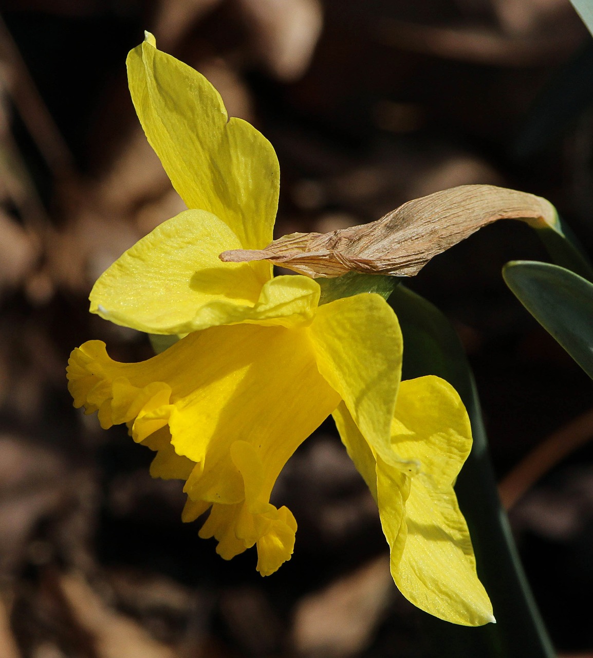 Narcizai, Narcizas, Geltona, Gėlė, Gėlių, Žiedas, Žydi, Flora, Žiedlapis, Žydėti