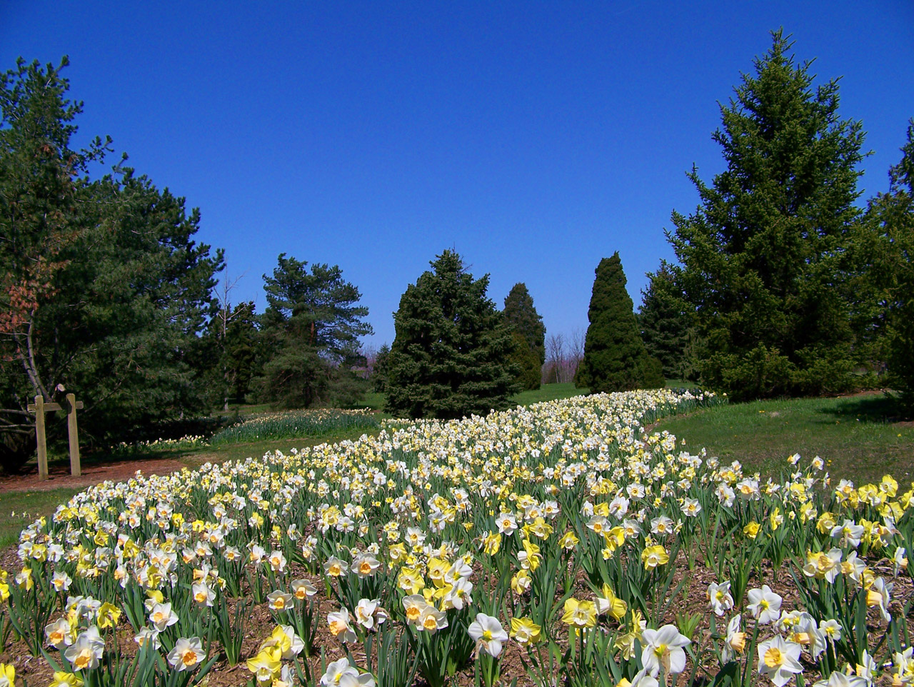 Narcizai,  Gėlės,  Pavasaris,  Visžalis,  Medžiai,  Mėlynas,  Dangus,  Parkas,  Narcizai Ir Evergreens, Nemokamos Nuotraukos