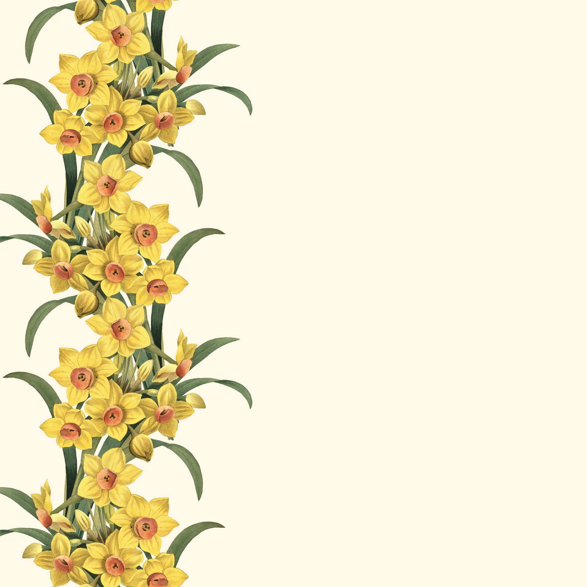 Daffodil,  Pavasaris,  Gėlė,  Gėlių,  Botanikos & Nbsp,  Iliustracija,  Botanikos & Nbsp,  Spausdinimas,  Scrapbooking,  Sodas