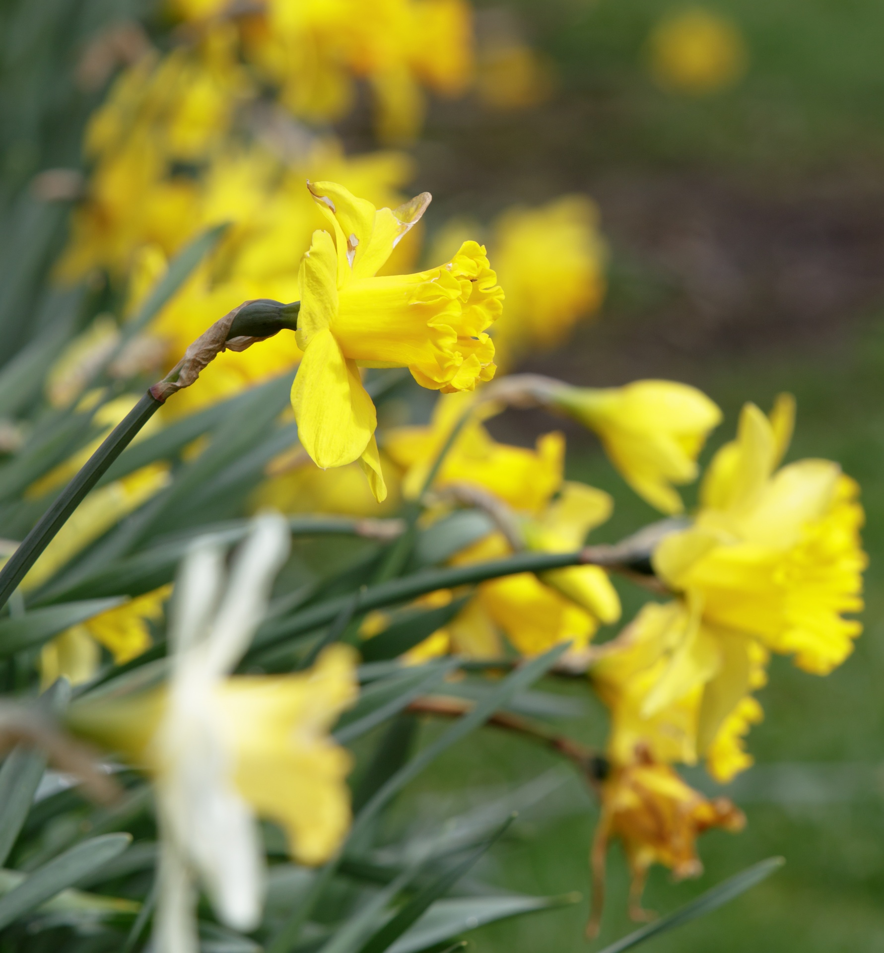 Daffodil,  Narcizai,  Geltona,  Gėlės,  Gėlė,  Pavasaris,  Gėlių,  Gamta,  Iš Arti,  Laisvas