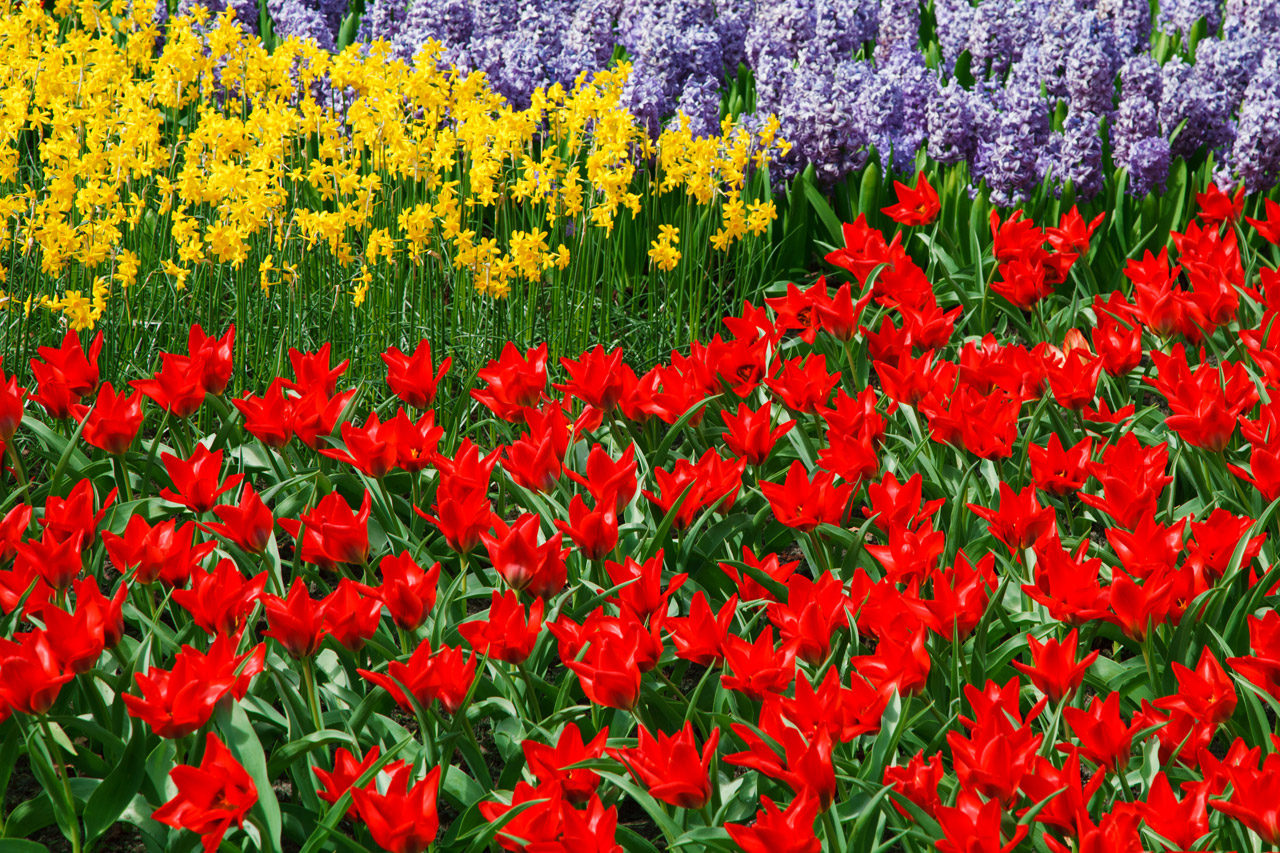 Narcizai,  Žydėti,  Daffodil,  Spalva,  Spalvinga,  Olandų,  Flora,  Gėlė,  Sodas,  Holland
