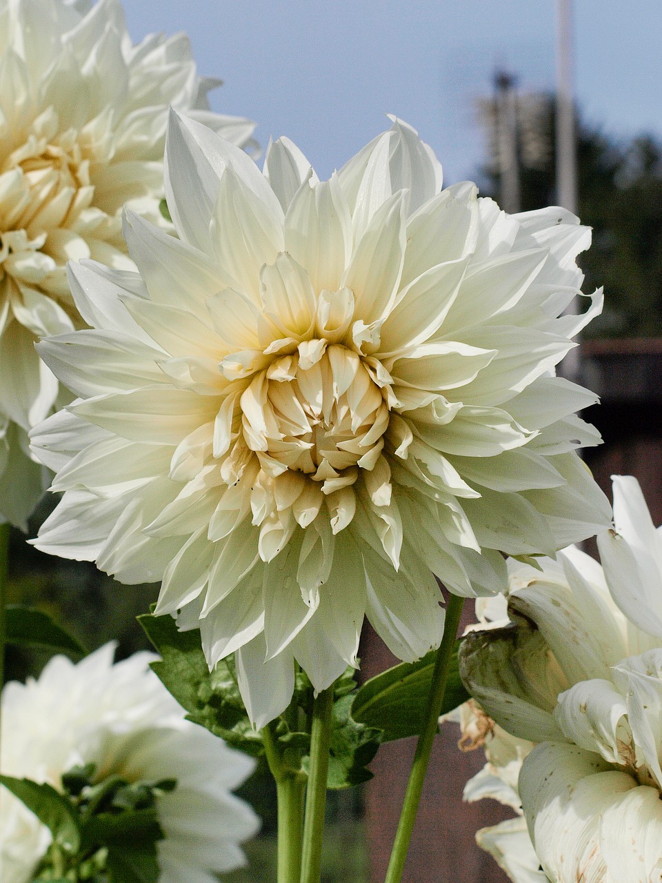 Dahlia, Gėlė, Žiedas, Žydėti, Augalas, Balta, Dahlia Sodas, Sodo Augalas, Žydėti, Gėlių Sodas