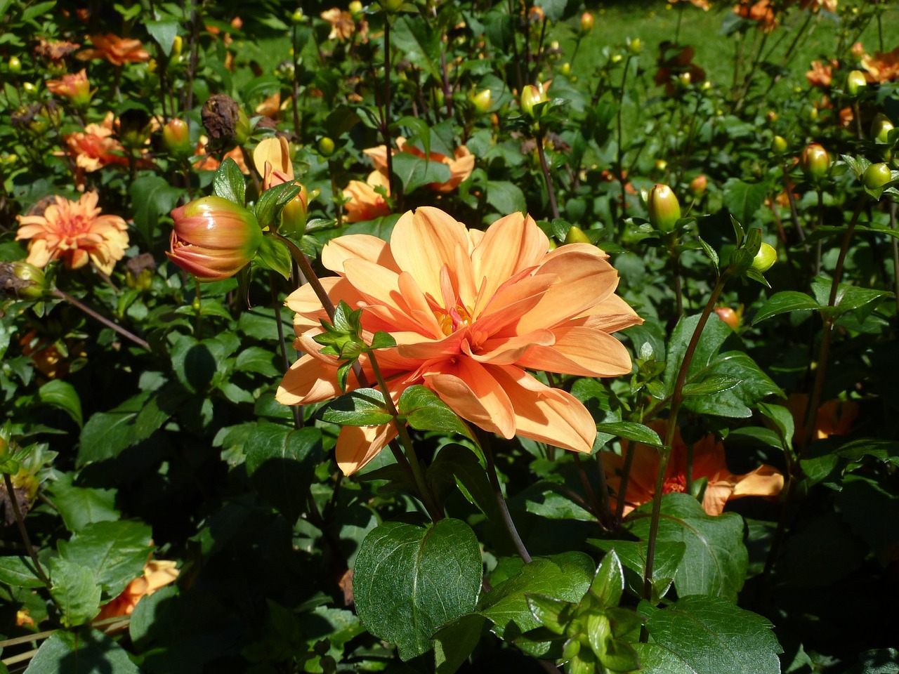 Dahlia, Oranžinė, Sodas, Gamta, Flora, Vasaros Pabaigoje, Nemokamos Nuotraukos,  Nemokama Licenzija