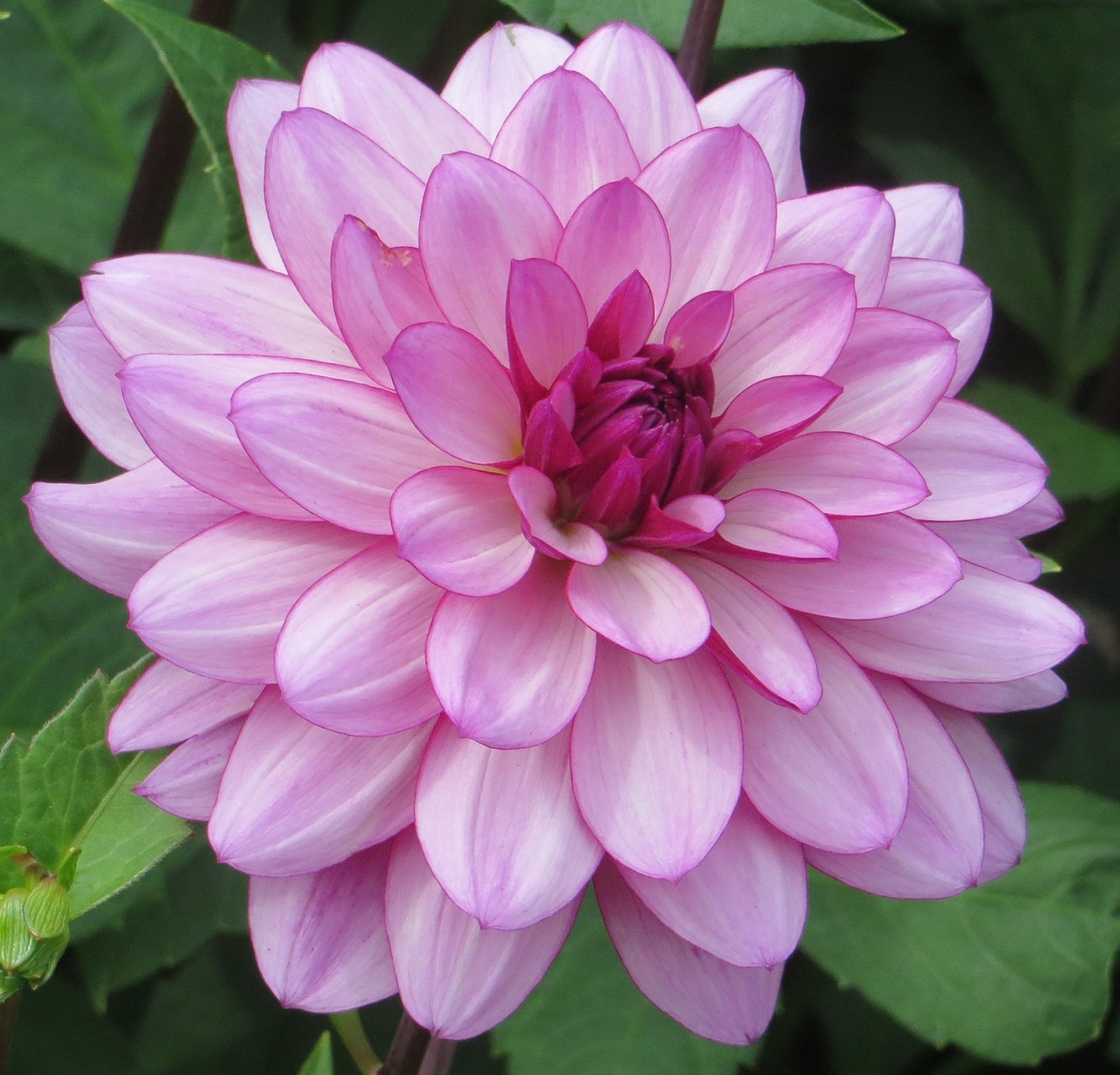 Dahlia, Gėlė, Žydėti, Žiedas, Žiedlapiai, Makro, Gėlių, Rožinis, Sodas, Augalas