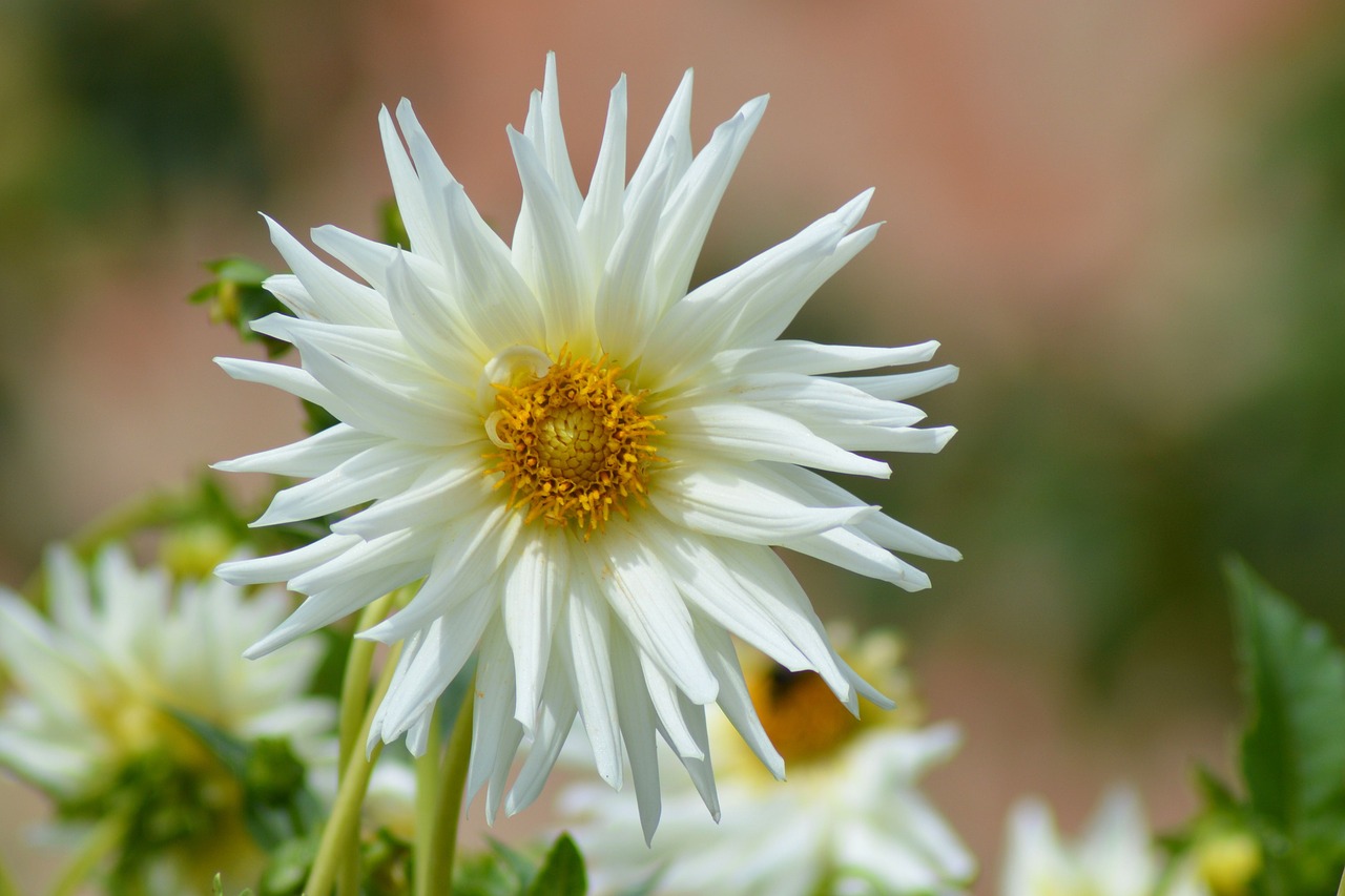 Dahlia, Gėlių Sodas, Balta, Vasaros Pabaigoje, Žiedas, Žydėti, Nemokamos Nuotraukos,  Nemokama Licenzija