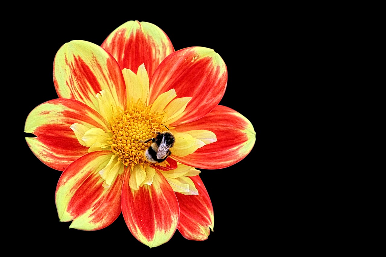 Dahlia, Hummel, Žiedas, Žydėti, Ruduo, Sodas, Nemokamos Nuotraukos,  Nemokama Licenzija