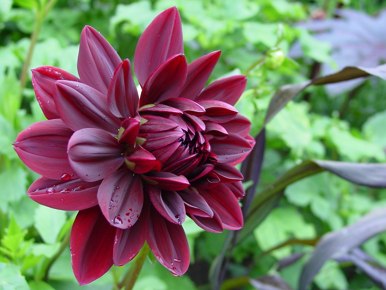 Dahlia, Violetinė, Rasos Rasos, Žiedlapis, Nemokamos Nuotraukos,  Nemokama Licenzija