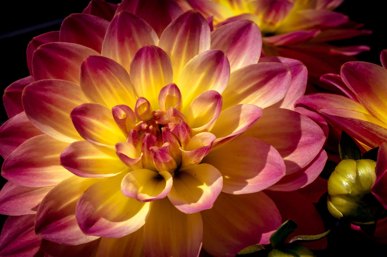 Dahlia, Gėlė, Žiedas, Žydėti, Gamta, Žydėti, Balkonas, Nemokamos Nuotraukos,  Nemokama Licenzija